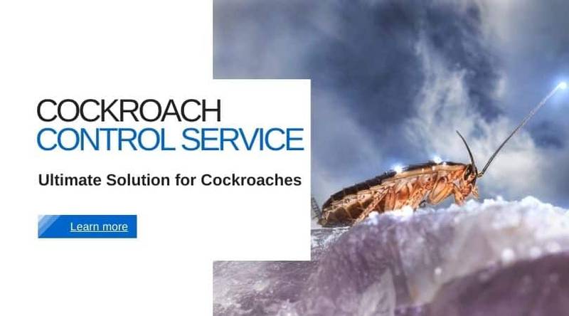Necessity of the Best Cockroach Control Service | Pest Control Kolkata ...
