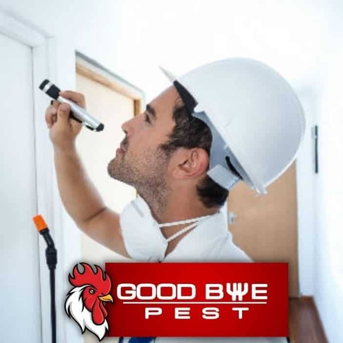 Pest Control Kolkata Trusted Services 100 Safe